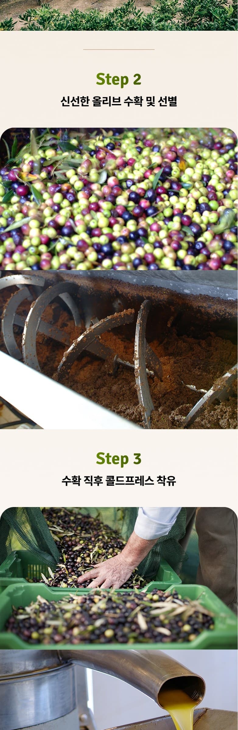 엑스트라버진 올리브오일 상세 12